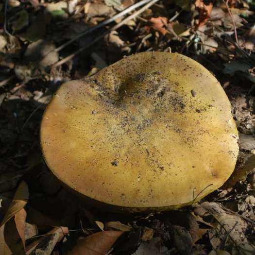 Amanita phalloides?caesarea ?